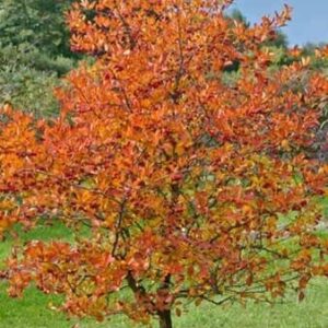 Díszgalagonya (Crataegus persimilis 'Splendens')