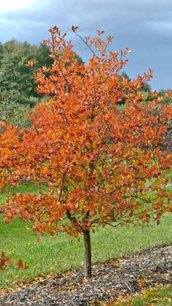 Díszgalagonya (Crataegus persimilis 'Splendens')