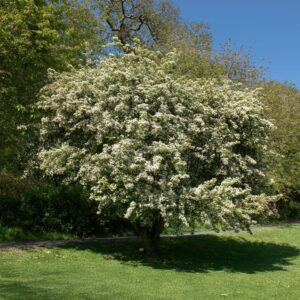 Egybibés galagonya (Crataegus monogyna)