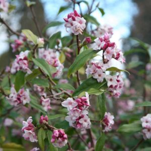 Farkasboroszlán (Daphne bholua 'Jacqueline Postill')