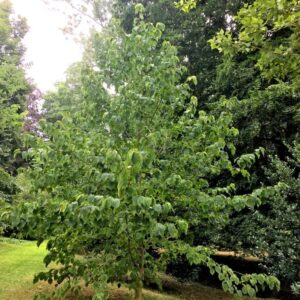 Galambfa (Davidia involucrata 'Vilmoriana')