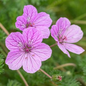 Gólyaorr (Erodium 'County Park')