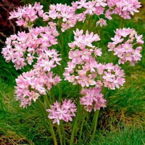 Gyöngyike (Allium roseum)