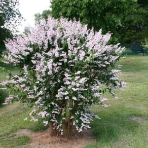 Gyöngyvirágcserje (Deutzia scabra 'Godsall Pink')