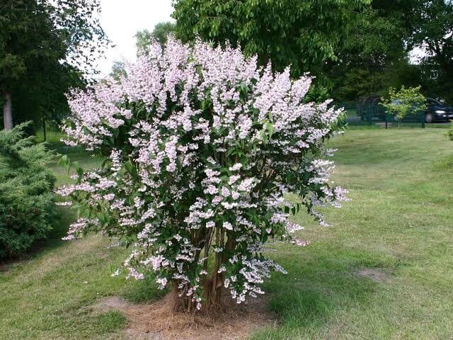 Gyöngyvirágcserje (Deutzia scabra 'Godsall Pink')