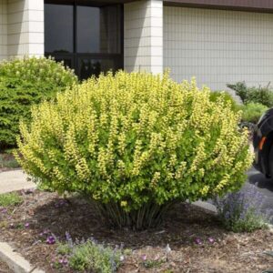 Hamis indigó (Baptisia decandence 'Lemon Meringue')