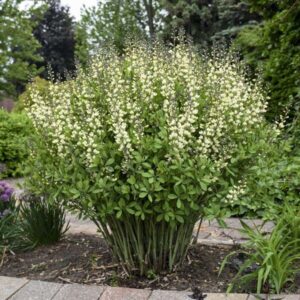 Hamis indigócserje (Baptisia decandence 'Vanilla Cream')