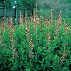 Hamis indigócserje (Baptisia variicolor 'Twilite')
