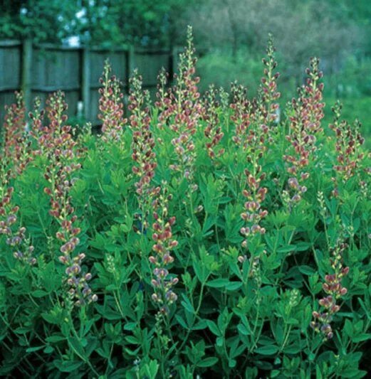 Hamis indigócserje (Baptisia variicolor 'Twilite')