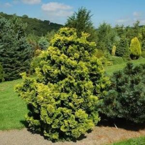 Hamisciprus (Chamaecyparis obtusa 'Aurora')