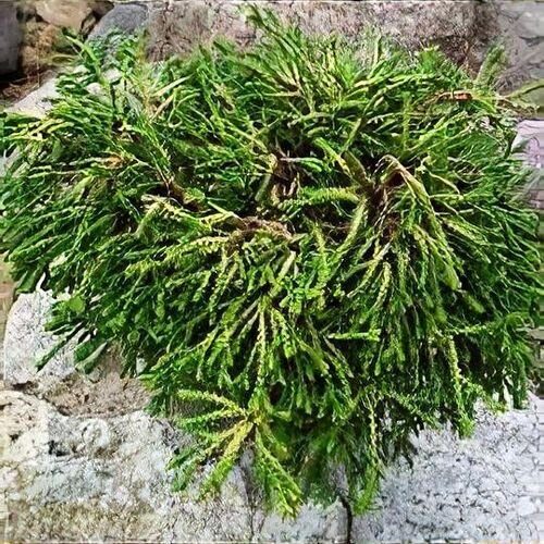 Hamisciprus (Chamaecyparis obtusa 'Gitte')