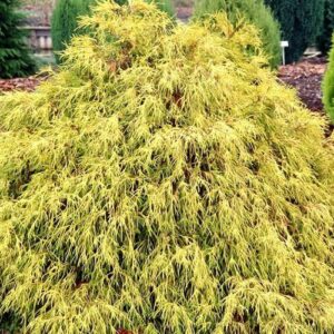 Hamisciprus (Chamaecyparis pisifera 'Paul's Gold')