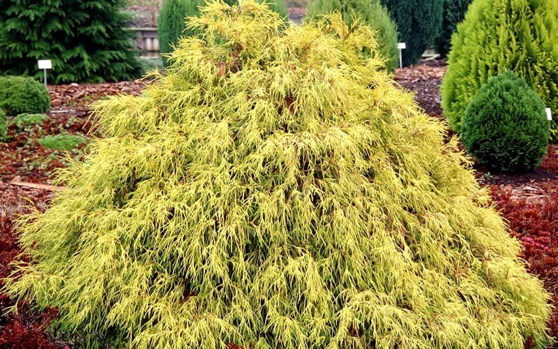 Hamisciprus (Chamaecyparis pisifera 'Paul's Gold')