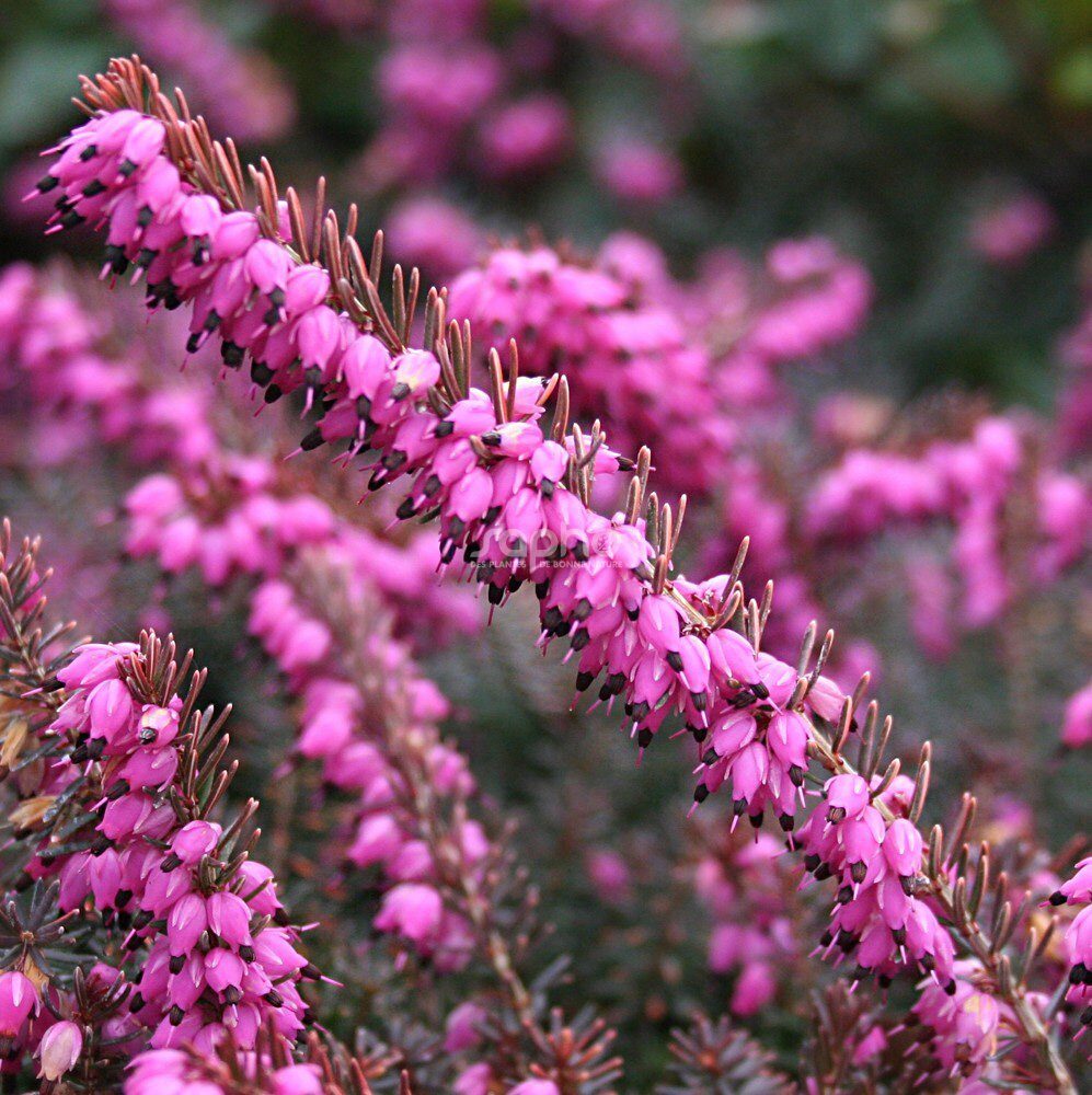 Hanga (Erica darleyensis 'Eva Gold')