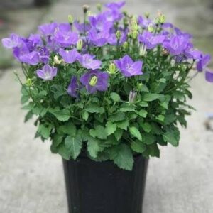 Harangvirág (Campanula carpatica 'Perla Blue')