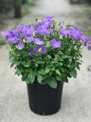 Harangvirág (Campanula carpatica 'Perla Blue')