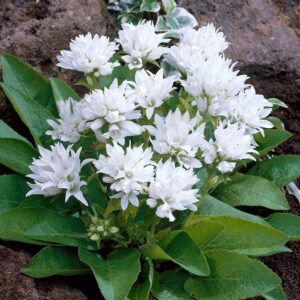 Harangvirág (Campanula glomerata 'Alba')