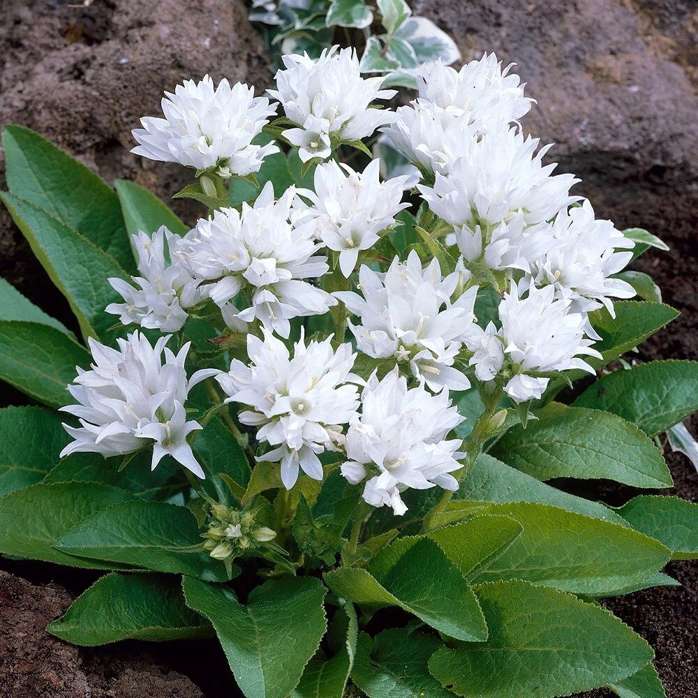 Harangvirág (Campanula glomerata 'Alba')