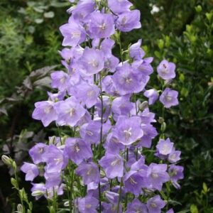 Harangvirág (Campanula persicifolia 'Caerulea')