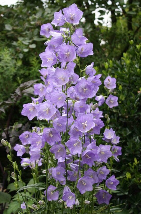 Harangvirág (Campanula persicifolia 'Caerulea')