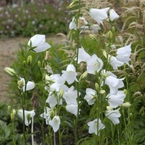 Harangvirág (Campanula persicifolia 'Grandiflora Alba')