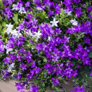 Harangvirág (Campanula portenschlagiana 'Clockwise Bright Stellar')