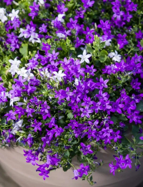 Harangvirág (Campanula portenschlagiana 'Clockwise Bright Stellar')