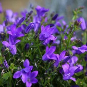 Harangvirág (Campanula portenschlagiana 'Clockwise Deep Blue')