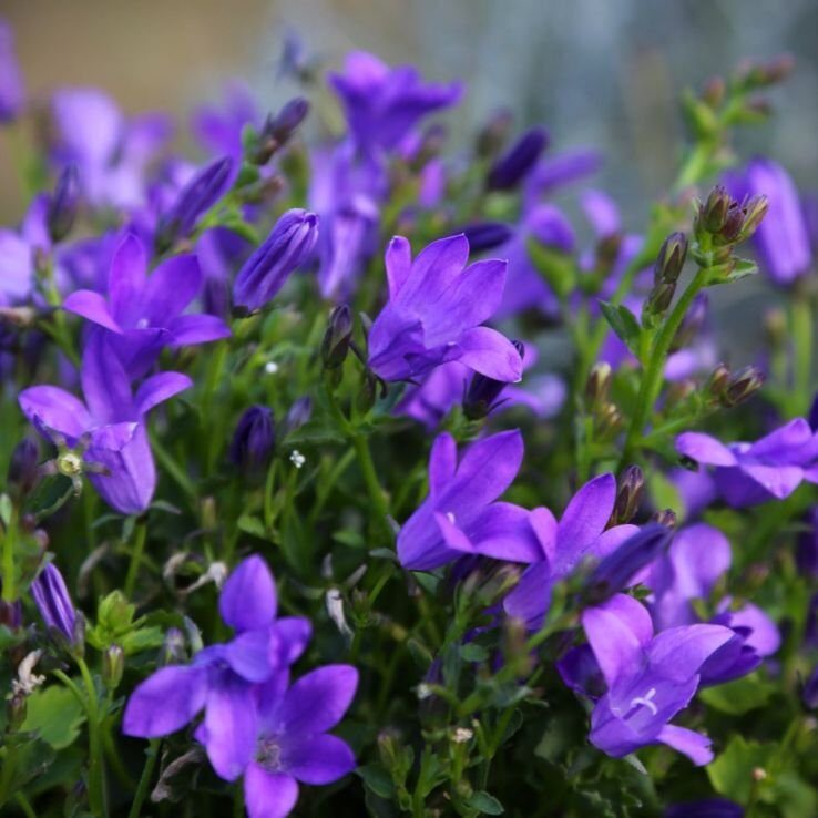 Harangvirág (Campanula portenschlagiana 'Clockwise Deep Blue')