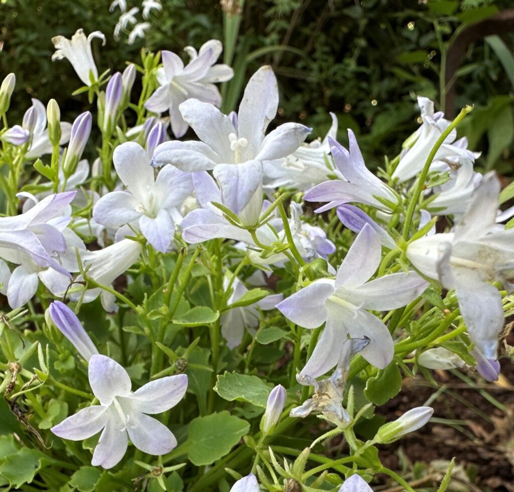 Harangvirág (Campanula portenschlagiana 'Clockwise White Blush')
