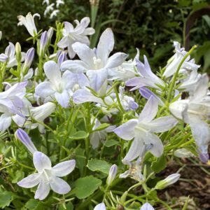 Harangvirág (Campanula portenschlagiana 'Clockwise White Blush')