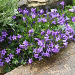 Harangvirág (Campanula portenschlagiana 'Dome Blue')