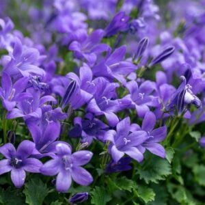 Harangvirág (Campanula poscharskyana)