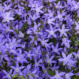 Harangvirág (Campanula poscharskyana 'Blue')