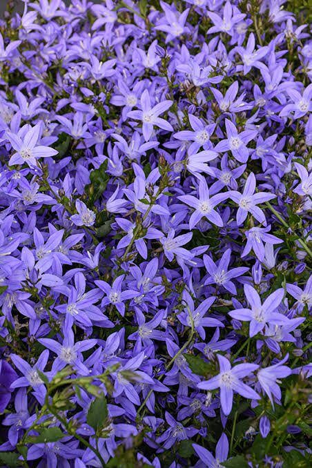 Harangvirág (Campanula poscharskyana 'Blue')