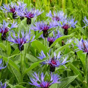 Hegyi búzavirág (Centaurea montana)
