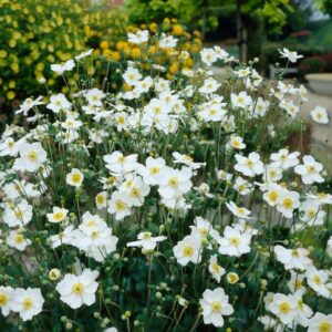Hibrid szellőrózsa (Anemone hybrida 'Andrea Atkinson')