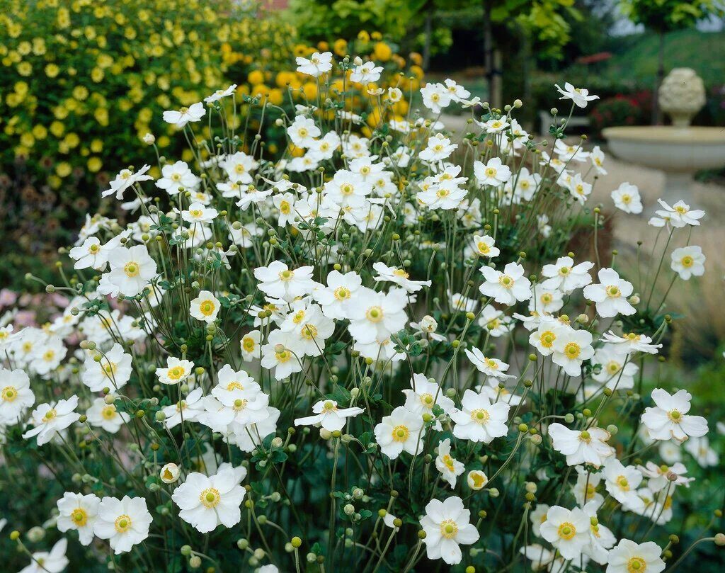 Hibrid szellőrózsa (Anemone hybrida 'Andrea Atkinson')