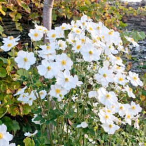 Hibrid szellőrózsa (Anemone hybrida 'Honorine Jobert')