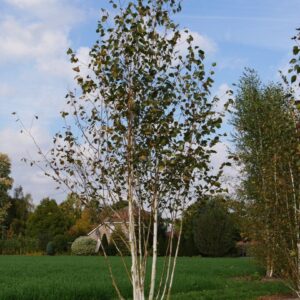 Himalájai nyír (Betula utilis 'Jacquemontii')