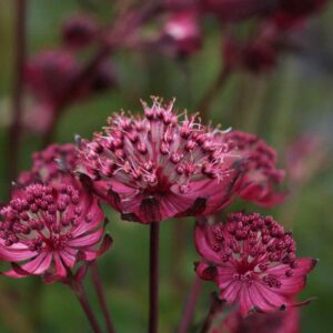 Hólyagos lednek (Astrantia 'Magical Red')