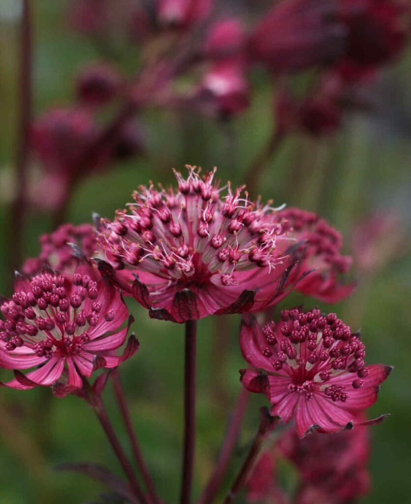 Hólyagos lednek (Astrantia 'Magical Red')