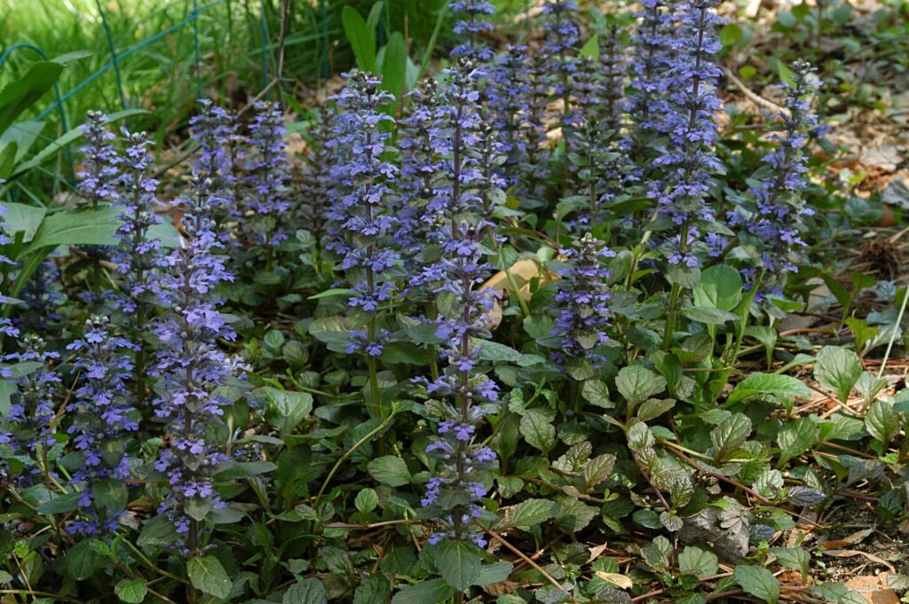 Indás ínfű (Ajuga reptans)