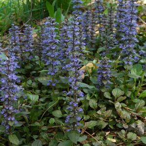 Indás ínfű (Ajuga reptans)