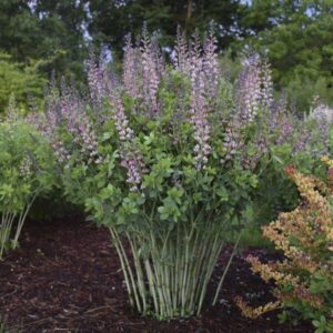 Indigócserje (Baptisia decandence deluxe 'Pink Truffles')
