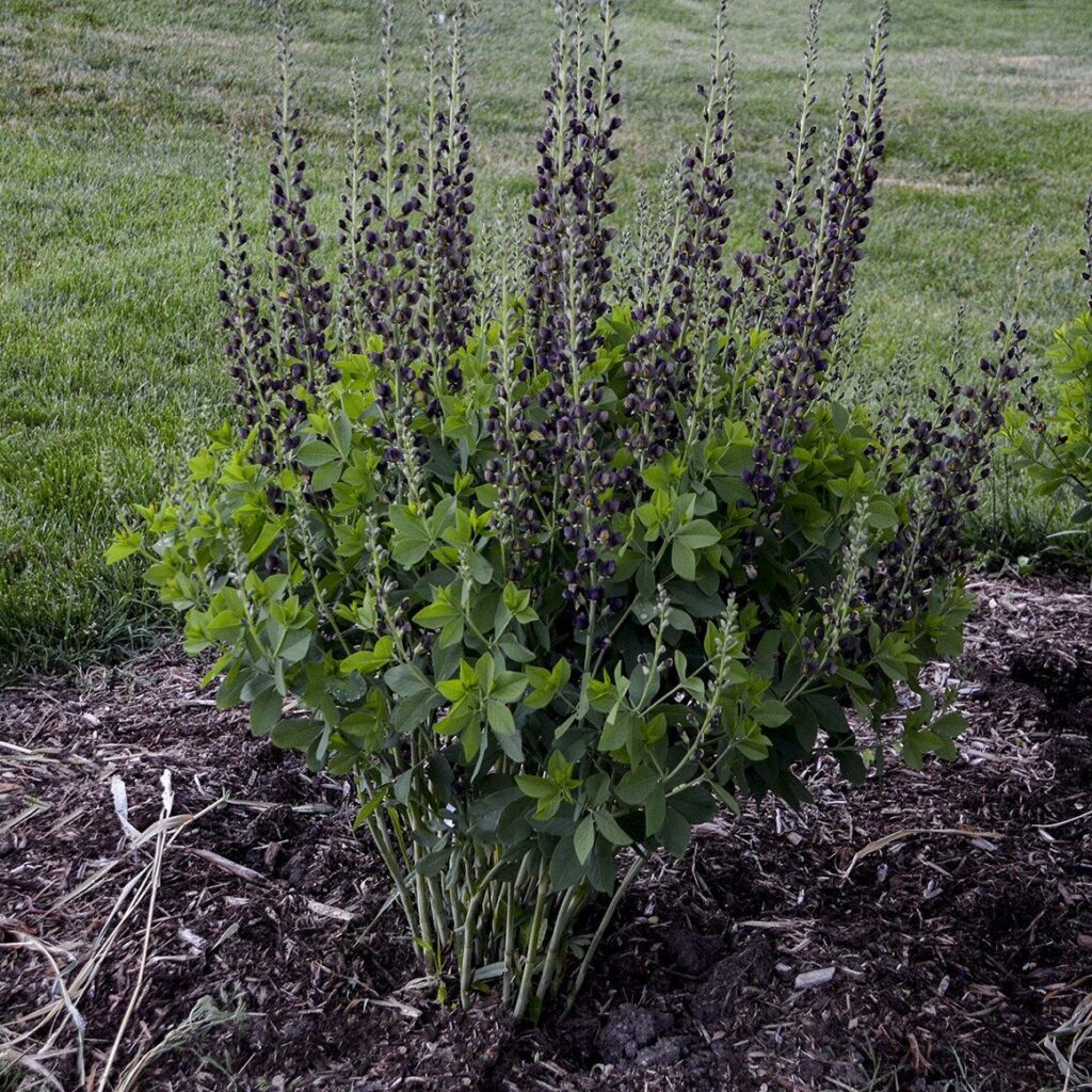 Indigócsillagfürt (Baptisia decandence 'Dark Chocolate')