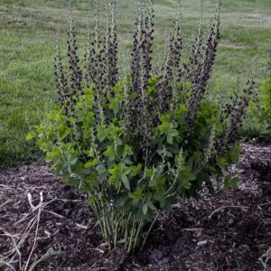 Indigócsillagfürt (Baptisia decandence 'Dark Chocolate')