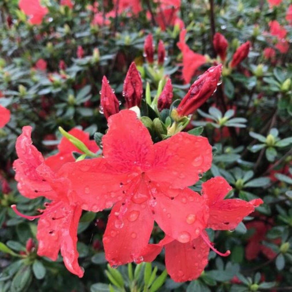 Japán azálea (Azalea japonica sp.)
