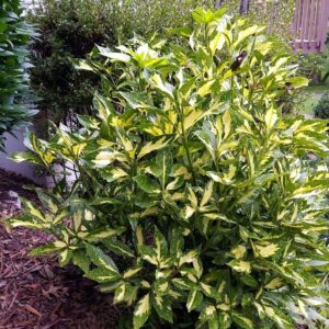 Japán babérsom (Aucuba japonica 'Picturata')