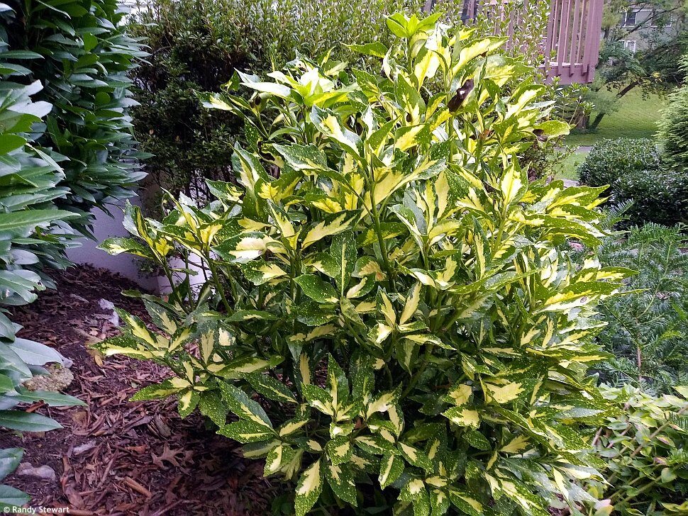 Japán babérsom (Aucuba japonica 'Picturata')